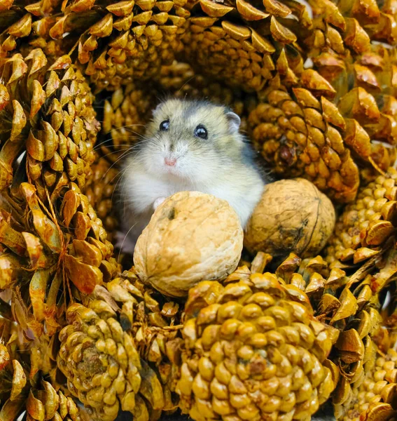 Pequeno Hamster Anão Filhote Sentado Calmamente Curiosamente Assistindo Que Está — Fotografia de Stock