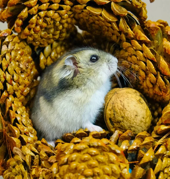 Een Kleine Dwerghamster Een Welp Die Rustig Nieuwsgierig Toekijkt Wat — Stockfoto