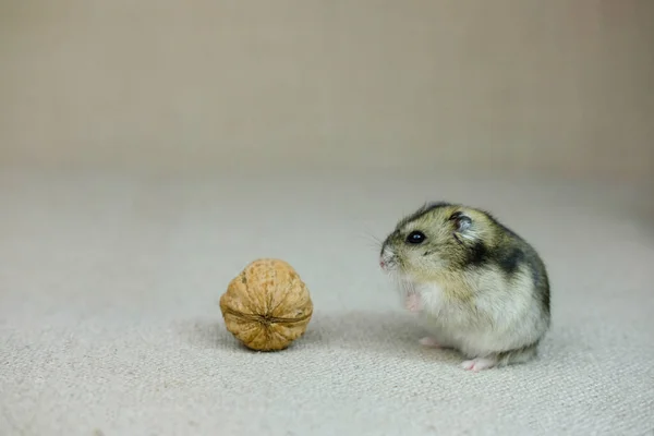 Pequeño Hámster Enano Cachorro Sentado Silenciosa Curiosamente Viendo Que Está — Foto de Stock