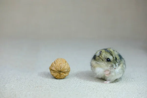 Pequeño Hámster Enano Cachorro Sentado Silenciosa Curiosamente Viendo Que Está — Foto de Stock