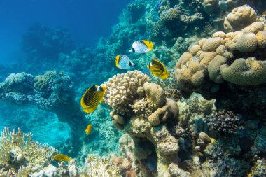 Mercan resifinde kelebek (Maskeli, İncik, Chaetodon), Kızıl Deniz, Mısır. Okyanusta farklı türde parlak sarı çizgili tropikal balıklar, berrak mavi turkuaz su. Su altı fotoğrafı..