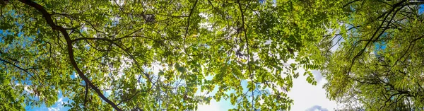 Дерево Ветви Свежими Зелеными Листьями Лесу Яркая Пышная Листва Вид — стоковое фото