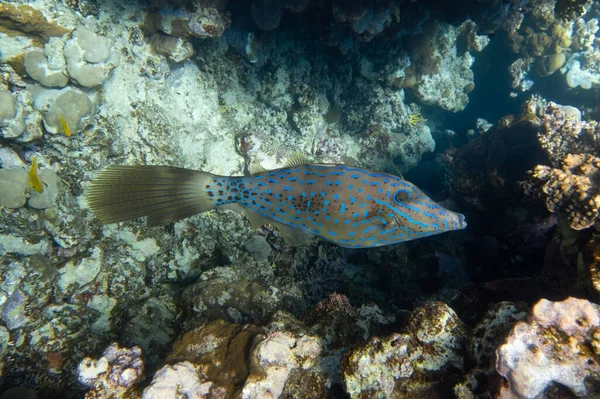 Filefish Rayé Couleur Vive Aluterus Scriptus Veste Cuir Griffonnée Queue — Photo