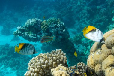 Okyanustaki mercan resifinin yanında kelebek balığı. Siyah, sarı ve beyaz çizgili ince kelebek balığı. Kızıl Deniz, Mısır 'da renkli tropikal balıklar. Mavi turkuaz su, sualtı çeşitliliği. 