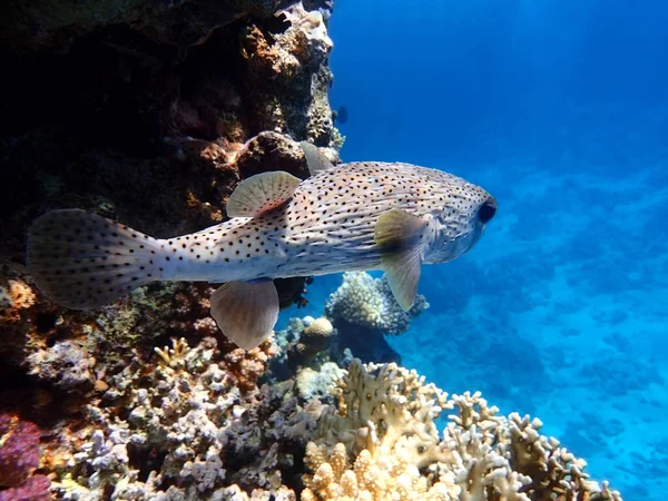 Porcupinefish Hedgehog Fish Blowfish Balloonfish Globefish Pufferfish Coral Reef Clear — Photo