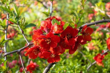 Japon ayva ağacının kırmızı parlak çiçekleri (Maule 'nin ayva çiçeği, Chaenomeles japonica). Genç yeşil yapraklı Teksas kızıl çalı çiçeği. Çiçekli bahar çiçekleri..