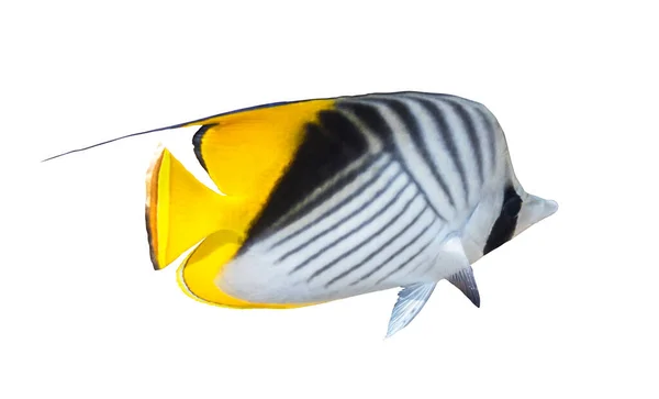 Borboleta Peixe Isolado Sobre Fundo Branco Threadfin Butterflyfish Com Listras — Fotografia de Stock