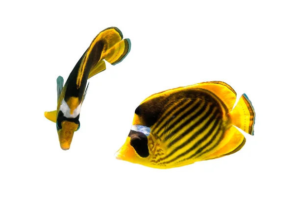 Par Guaxinim Butterflyfish Chaetodon Lunula Crescente Mascarado Lua Butterflyfish Isolado — Fotografia de Stock