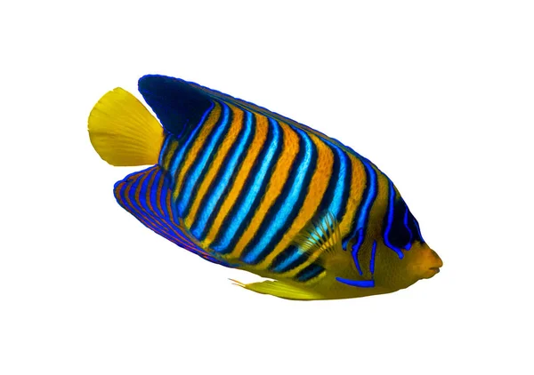 ロイヤル エンジェルフィッシュ Royal Angelfish Regal Angel Fish 白い背景に孤立したザリガニ 海の水に黄色のフィン オレンジ — ストック写真