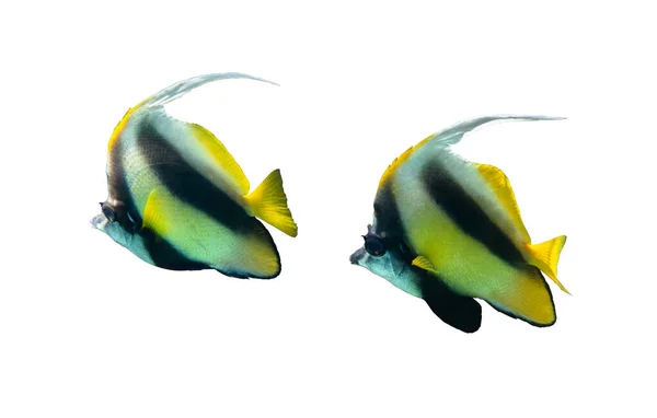 白い背景に見られるペナント コラルフィッシュ Heniochus Acuminatus Longfin Banerfish の対がエジプトの紅海で単離された 2つの熱帯の縞模様の黒と黄色の魚 クローズアップ サイドビュー — ストック写真