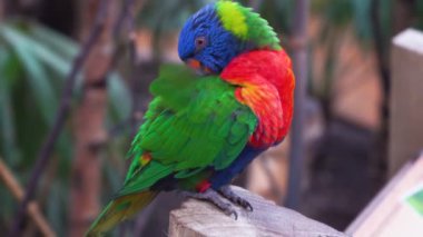 Bir papağan tüylerini temizler, gökkuşağı lori yakın plan, kopyalama alanı, 4K