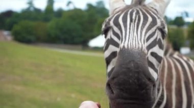 Zebra, safari parkında genç bir kızın elinden yiyor, yakın plan, 4K