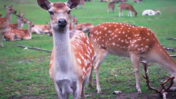 Closeup.Deer chews and looks at the camera. Persian fallow deer in a safari park — Stock Video