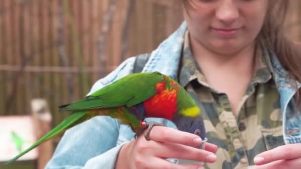 En papegoja sitter på en ung flickas hand och äter nektar, en papegoja närbild, 4K — Stockvideo