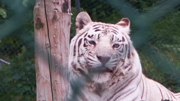 Белый бенгальский тигр облизывает губы и оглядывается, тигр за забором, 4К — стоковое видео