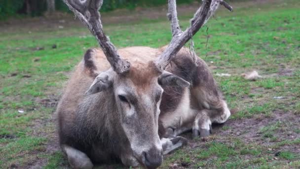 Un cervo appoggiato sull'erba e mostra corna su una macchina fotografica durante la muta — Video Stock