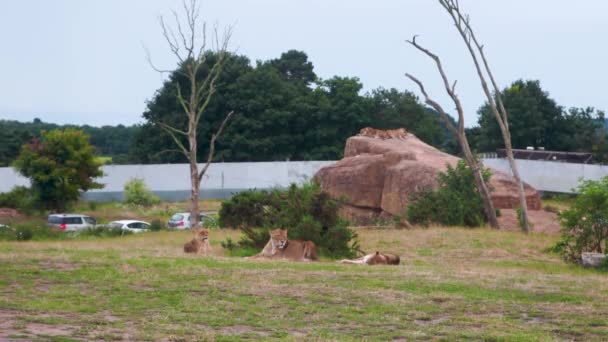 雌ライオンはサファリパークの緑の牧草地で休んでいますライオンの誇り — ストック動画