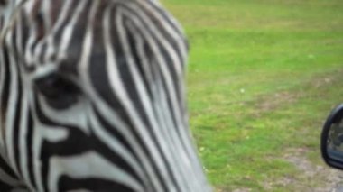 Zebra genç bir kızın elinden yiyor, zebra başı yakın plan, 4K