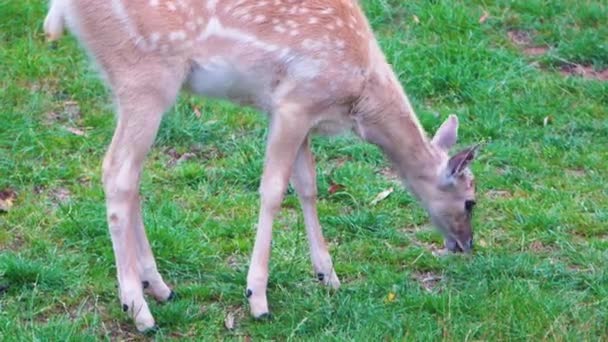 초원의 푸른 풀을 먹는 야생 사슴, 잔디를 뜯어먹는 어린 사슴, 가까이 서 본 4K — 비디오