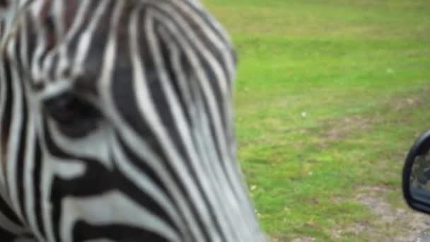 Zebra mangia dalle mani di una giovane ragazza, testa di zebra primo piano, 4K — Video Stock