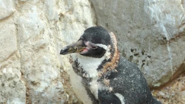 Närbild. Humboldt pingvin brud somnar när du står, kopiera utrymme, 4K — Stockvideo