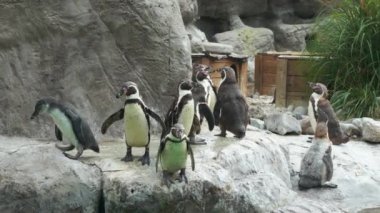 Penguen suya atlıyor, Humboldt penguenleri yüzdükten sonra kuruyor.