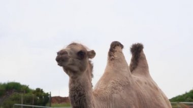 Deve başı yakın, Bactrian deve kameraya gidiyor, 4K