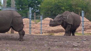 Hintli gergedanlar, safari parkında gergedan çatışması, yakın plan, 4K