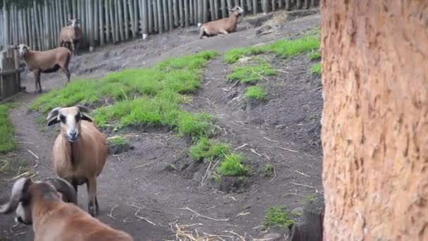 Um rebanho de cabras pastoreia em uma área cercada por uma cerca de madeira, 4K — Vídeo de Stock