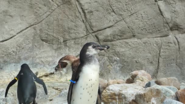 Penguen kafası yakın plan, penguen kameraya bakıyor, ileri hareket, 4K — Stok video