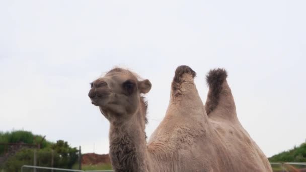 Camel hoofd van dichtbij, Bactrian kameel gaat naar de camera, 4K — Stockvideo