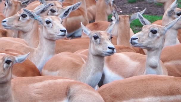 Odpočívající stádo samic blackbuck antilop, antilopa detailní up v safari parku — Stock video