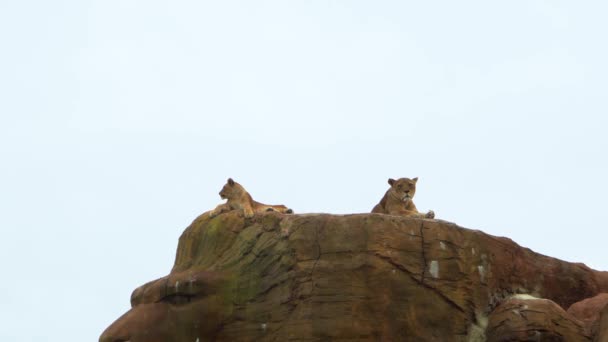 Løvinde med en løveunge hvile på en klippe i en safaripark, kopiplads, 4K – Stock-video