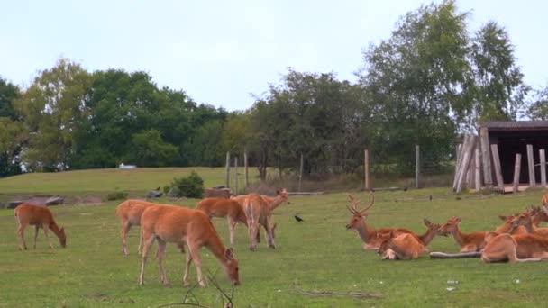 A herd of deer grazes in a green meadow in a safari park, 4K — Stock Video