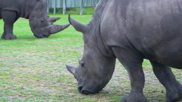 Primer plano de rinocerontes comiendo hierba verde. Rhinos mordisquear la hierba en el prado, 4K — Vídeos de Stock