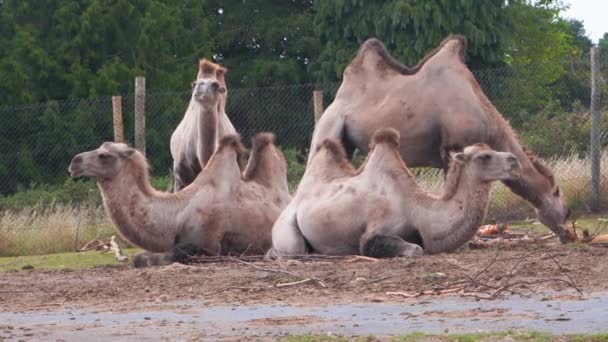 Baktrianští velbloudi odpočívají v safari parku, velbloud klečí a lehá si, 4K — Stock video