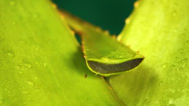 Aloe Vera gidiyor, meyve suyu düşüyor, kozmetik konsepti yavaş çekimde kapanıyor.