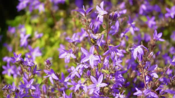 Bumblebee recoge el polen de violeta campanula portenschlagiana, de cerca — Vídeo de stock