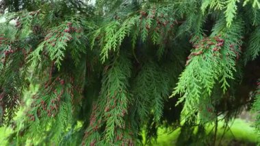 Thuja dalları ve genç kırmızı koniler rüzgarda sallanıyor, 4K fotokopi alanını kapat