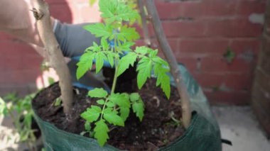 Toprak çuvallarına domates tohumu eken bir adam, sebze bahçesi, 4K kopya alanı.