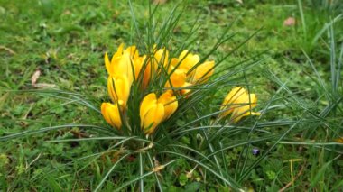 Güzel sarı crocus rüzgarlı bahar gününde sallanıyor, yeşil hava, 4K yakın