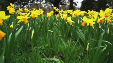 Sarı nergisler Narcissus çayırları rüzgarlı bahar gününde sallanıyor, 4K yakın çekim