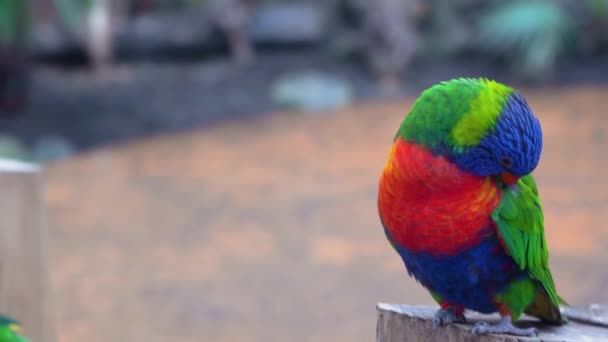 Regenboog lori-keet papegaai in safari park, schoonmaken veren, mooie heldere vogel — Stockvideo