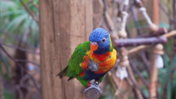 Rainbow lori keet papegaai schudden op een tak in safari park, 4K kopieerruimte — Stockvideo