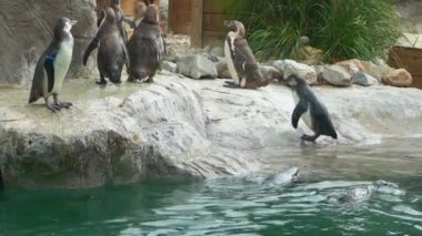 Humboldt penguen sürüsü kayalık bir sahilde Safari Parkı 'ndaki bir göletin kenarında, 4K