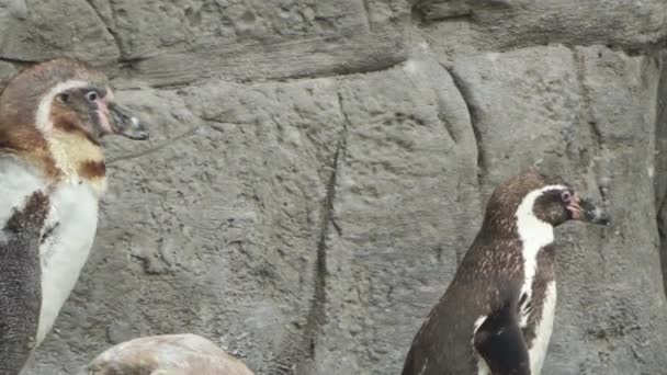 Bandada de pingüinos de Humboldt aves en una costa rocosa junto a un estanque en un Safari Park, 4K — Vídeo de stock