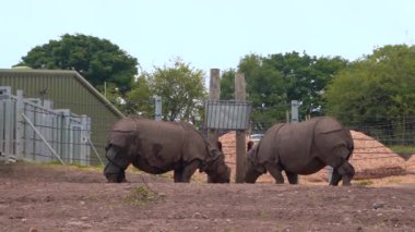 Hint gergedanları Safari parkında çimen yiyor, 4K kenar manzaralı.