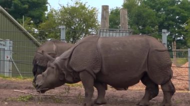 Hint gergedanları Safari parkında çimen yiyor, 4K kenar manzaralı.