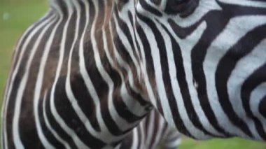 Zebra Hipotigris portresi Safari Park yaz güneşinde, 4K fotokopi alanını kapatın