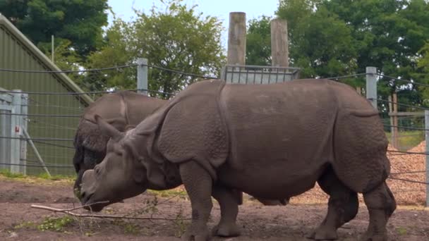 Indian Rhinoceros nosorożec jedzenie liści trawy w parku Safari, widok z boku 4K — Wideo stockowe